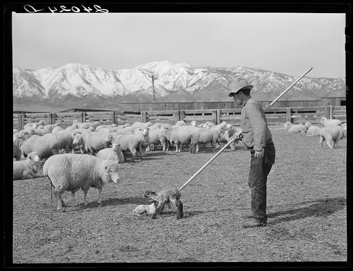 Sheepherder with ewe and newborn twin lambs. Dangberg Ranch, Douglas County, Nevada