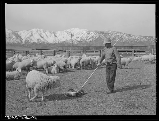 Untitled photo, possibly related to: Sheepherder with ewe and newborn twin lambs. Dangberg Ranch, Douglas County, Nevada
