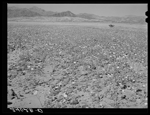 Untitled photo, possibly related to: Flowers in desert. Death Valley, California