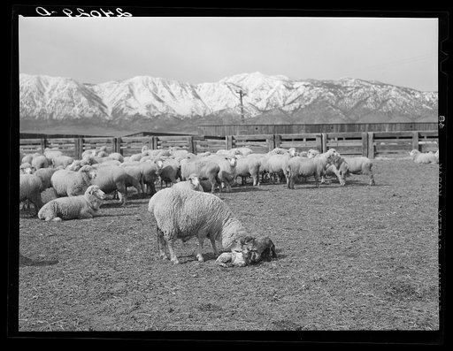 Untitled photo, possibly related to: Sheepherder with ewe and newborn twin lambs. Dangberg Ranch, Douglas County, Nevada