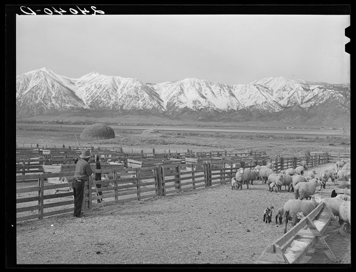 Untitled photo, possibly related to: Sheepherder with ewe and newborn twin lambs. Dangberg Ranch, Douglas County, Nevada