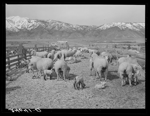 Untitled photo, possibly related to: Sheepherder with ewe and newborn twin lambs. Dangberg Ranch, Douglas County, Nevada