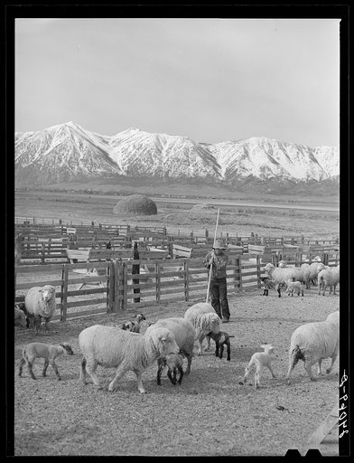 Sheepherder with ewes and newborn lamb. Dangberg Ranch, Nevada