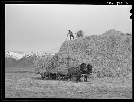 Loading hay to be fed to cattle. Dangberg Ranch, Douglas County, Nevada