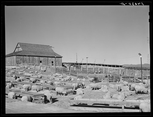 Untitled photo, possibly related to: Sheep ranch. Washoe County, Nevada