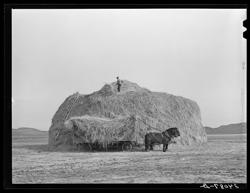 Loading hay to be fed to cattle. Dangberg Ranch, Douglas County, Nevada