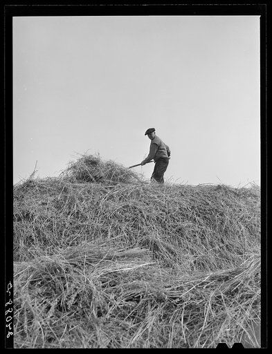 Loading hay to be fed to cattle. Dangberg Ranch, Douglas County, Nevada