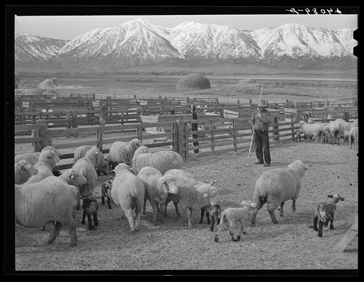 Untitled photo, possibly related to: Sheepherder with ewe and newborn twin lambs. Dangberg Ranch, Douglas County, Nevada