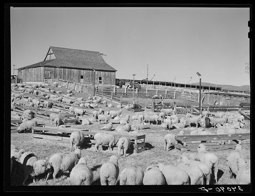 Sheep ranch. Washoe County, Nevada