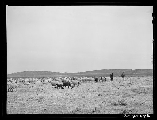 Untitled photo, possibly related to: Sheep on range. Dangberg Ranch, Douglas County, Nevada