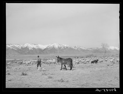 Untitled photo, possibly related to: Sheepherder with burro. Dangberg Ranch, Douglas County, Nevada