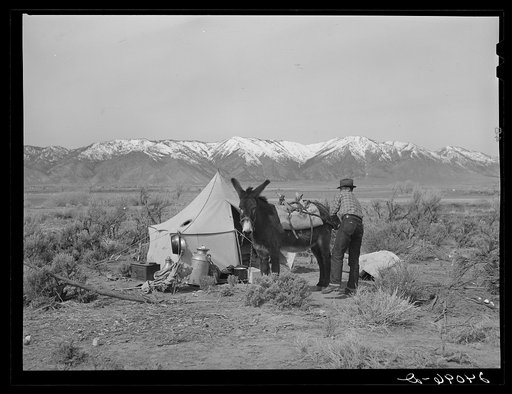 Sheepherder packing burro at camp. Dangberg Ranch, Douglas County, Nevada