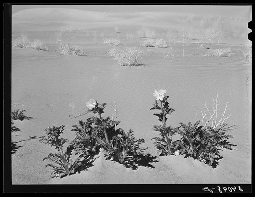 Desert thistle in bloom. Nye County, Nevada