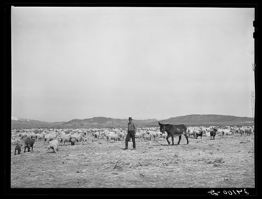 Untitled photo, possibly related to: Sheep on range. Dangberg Ranch, Douglas County, Nevada