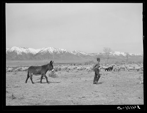 Sheepherder with burro. Dangberg Ranch, Douglas County, Nevada