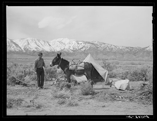 Sheepherder preparing to break camp. Dangberg Ranch. Douglas County, Nevada