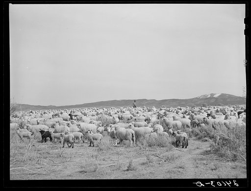 Sheep on range. Dangberg Ranch, Douglas County, Nevada