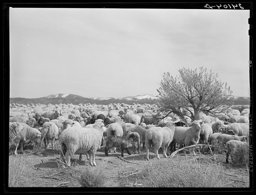 Sheep on range. Dangberg Ranch, Douglas County, Nevada