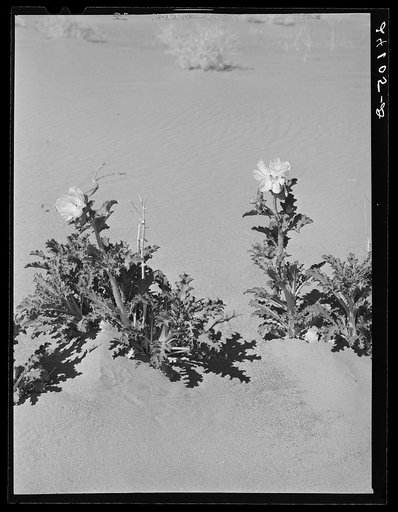 Untitled photo, possibly related to: Desert thistle in bloom. Nye County, Nevada