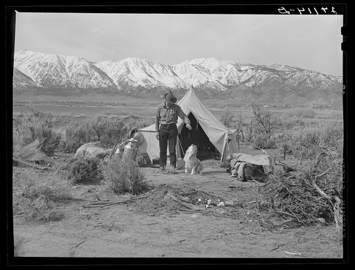 Sheepherder and dog. Dangberg Ranch, Douglas County, Nevada