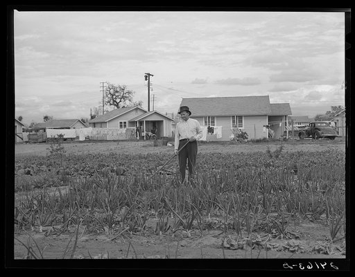 When unemployed, migrants work in labor home gardens. Tulare migrant camp.  Visalia, California