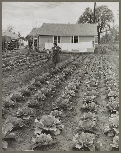 Gardens at labor homes add to incomes. Tulare migrant camp. Visalia, California