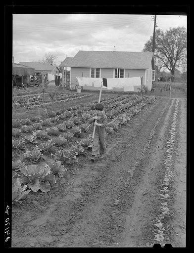 Vegetable garden in back of labor home. Tulare migrant camp. Visalia, California