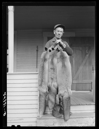 Perley Mosley with three pelts from foxes he trapped. Eden Mills, Vermont