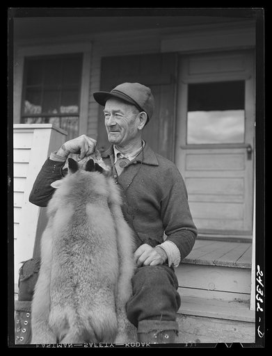 Perley Mosley with three pelts from foxes he trapped at Eden Mills, Vermont