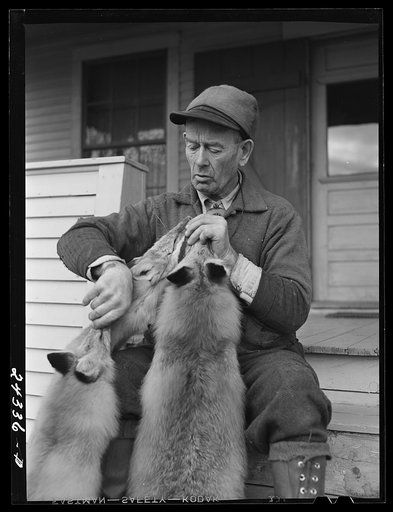 Untitled photo, possibly related to: Perley Mosley with three pelts from foxes he trapped. Eden Mills, Vermont
