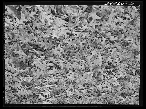 Fallen leaves. New York City suburbs