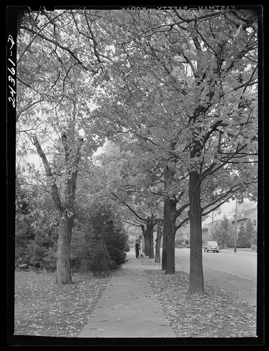 Sweeping leaves. New York City suburbs