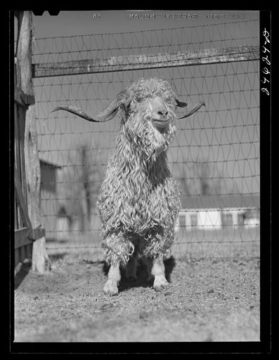 College Station, Texas. Texas Agricultural and Mechanical College. Male goat