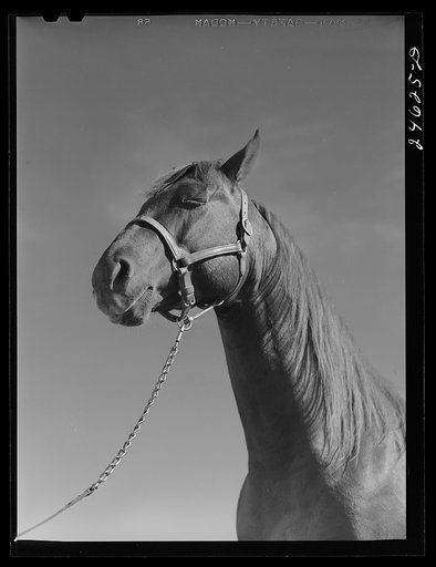 Untitled photo, possibly related to: College Station, Texas. Texas Agricultural and Mechanical College. Horse