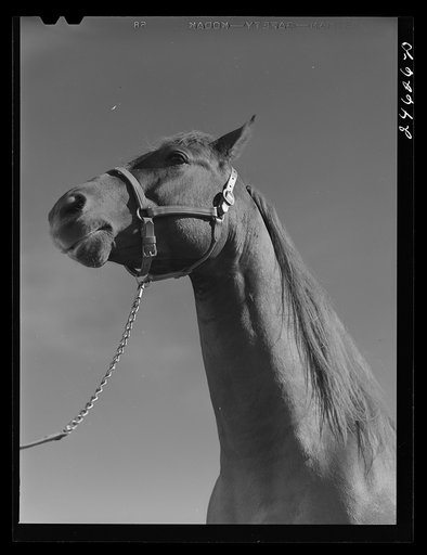 College Station, Texas. Texas Agricultural and Mechanical College. Horse
