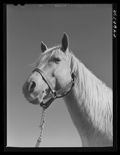 College Station, Texas. Texas Agricultural and Mechanical College. Horse