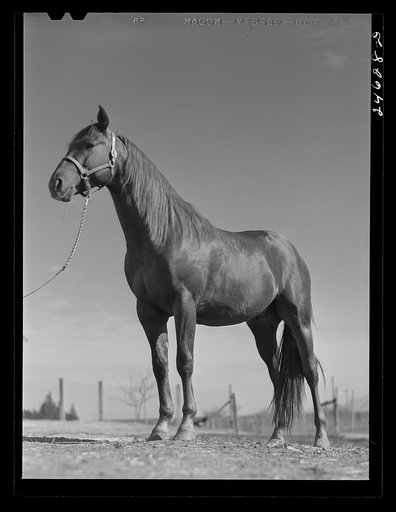 College Station, Texas. Texas Agricultural and Mechanical College. Horse