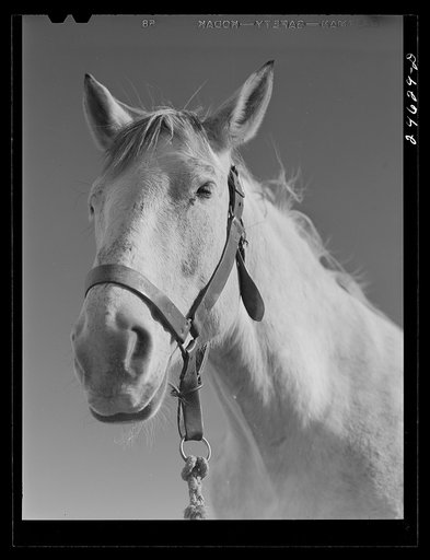 College Station, Texas. Texas Agricultural and Mechanical College. Horse