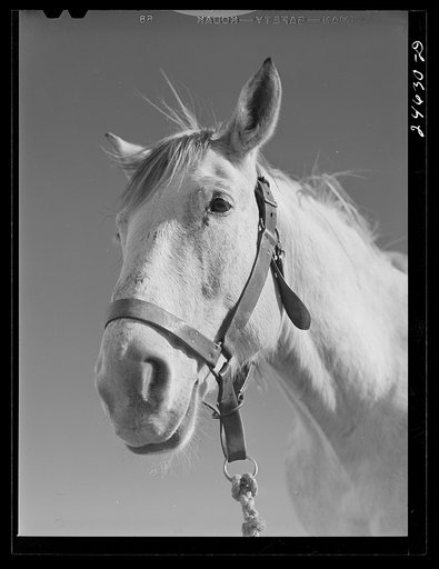 Untitled photo, possibly related to: College Station, Texas. Texas Agricultural and Mechanical College. Horse