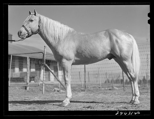 Untitled photo, possibly related to: College Station, Texas. Texas Agricultural and Mechanical College. Horse