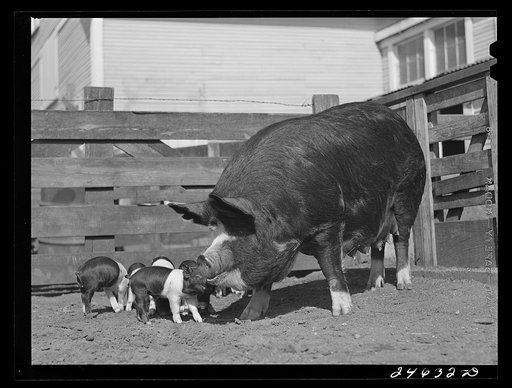 Untitled photo, possibly related to: College Station, Texas. Texas Agricultural and Mechanical College. Sow and litter