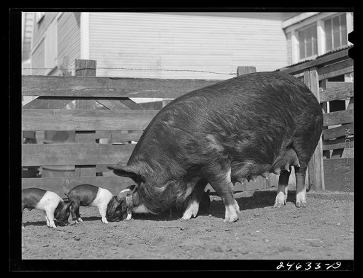 College Station, Texas. Texas Agricultural and Mechanical College. Sow and litter