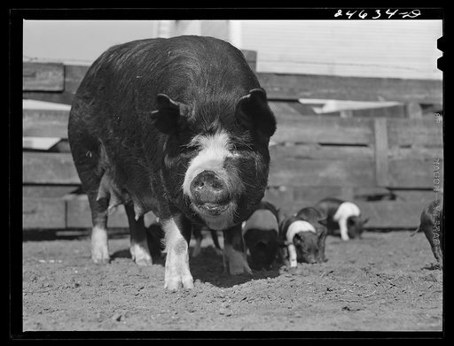 Untitled photo, possibly related to: College Station, Texas. Texas Agricultural and Mechanical College. Sow and litter
