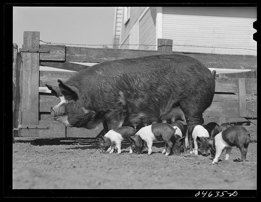 College Station, Texas. Texas Agricultural and Mechanical College. Sow and litter