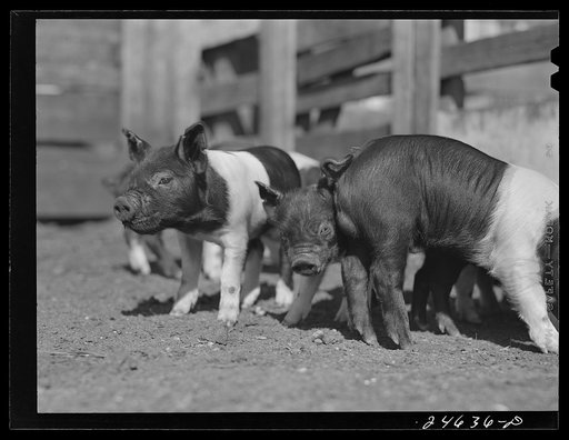 College Station, Texas. Texas Agricultural and Mechanical College. Pigs
