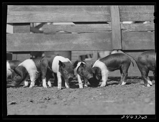 College Station, Texas. Texas Agricultural and Mechanical College. Pigs