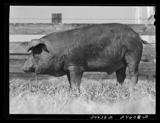 Untitled photo, possibly related to: College Station, Texas. Texas Agricultural and Mechanical College. Pigs