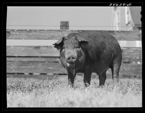 College Station, Texas. Texas Agricultural and Mechanical College. Pigs