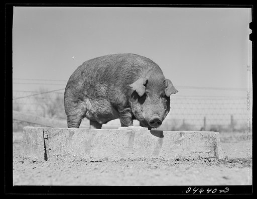 College Station, Texas. Texas Agricultural and Mechanical College. Boar