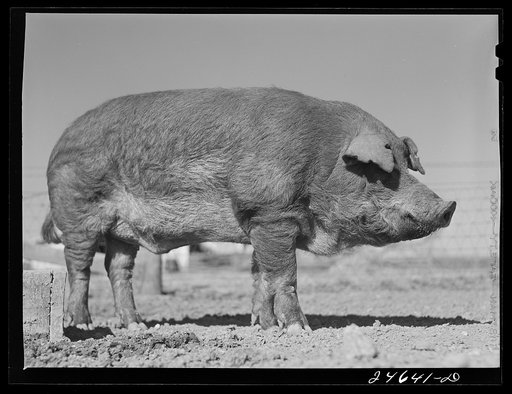 College Station, Texas. Texas Agricultural and Mechanical College. Boar